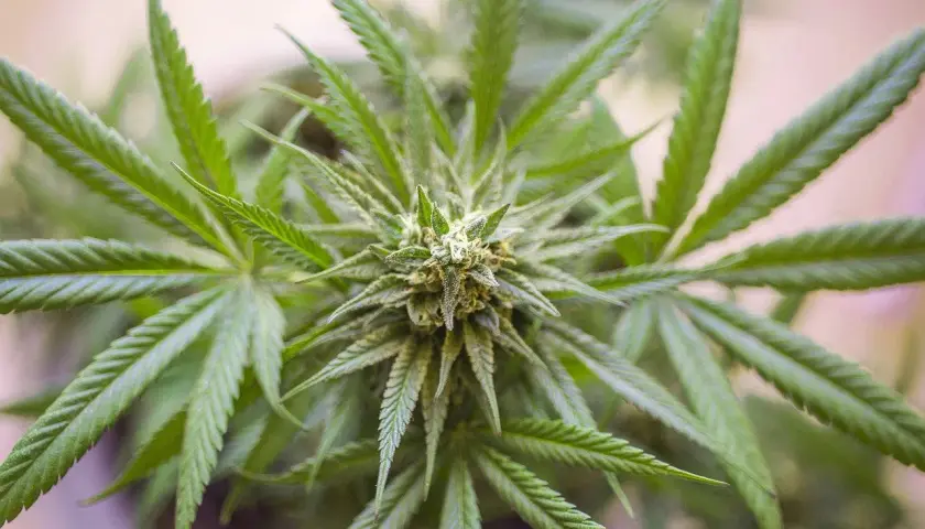 Nahaufnahme einer Cannabis-Pflanze, die zeigt, wie CBD hergestellt wird.