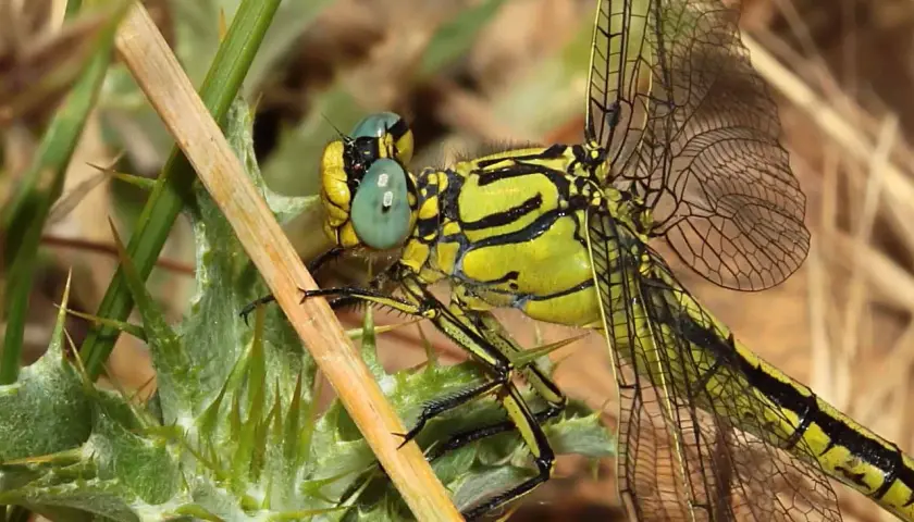 Eine gelbe Libelle mit großen, hellblauen Augen ruht auf einem stacheligen Blatt.