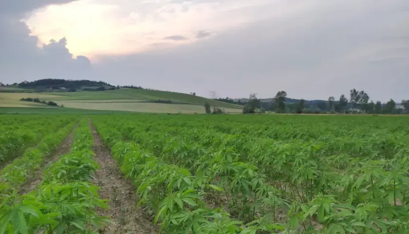Vasto campo di piante di cannabis in crescita, con file ordinate che si estendono verso colline ondulate sotto un cielo nuvoloso al tramonto.
