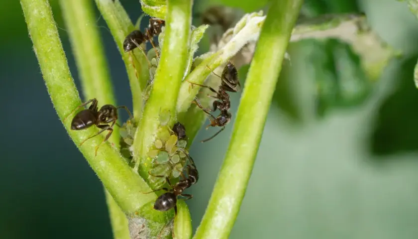 Des fourmis jardin s'occupent de pucerons sur une tige verte.