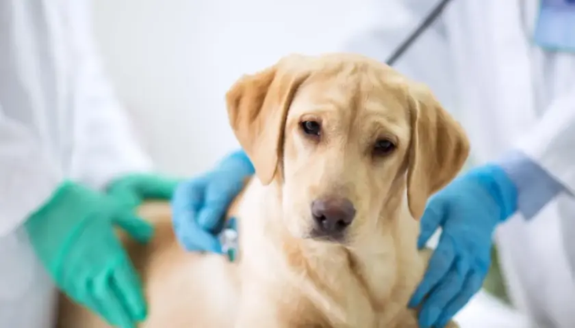 Un labrador con diarrea cane viene visitato dal veterinario.