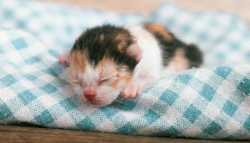Un tierno gato recién nacido, con su pelaje tricolor, duerme plácidamente sobre una manta a cuadros.