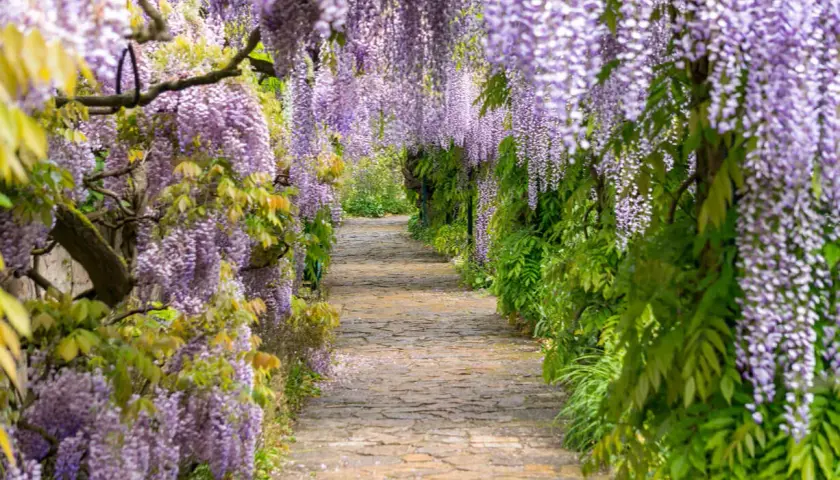 Alejka wśród kwitnącej wisterii. Wspaniała wisteria uprawa tworzy fioletowy tunel, zapraszając do spaceru.