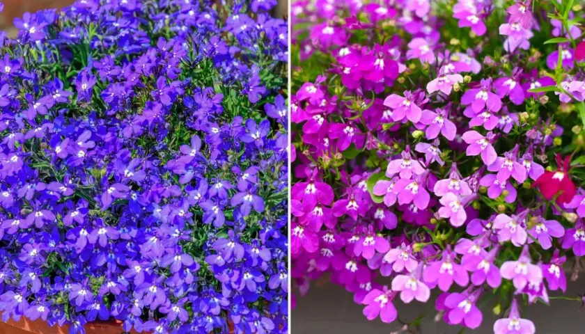 Dwa obrazy: po lewej obficie kwitnąca, niebieska lobelia wieloletnia w donicy, po prawej fioletowo-różowa lobelia wieloletnia zwisająca.