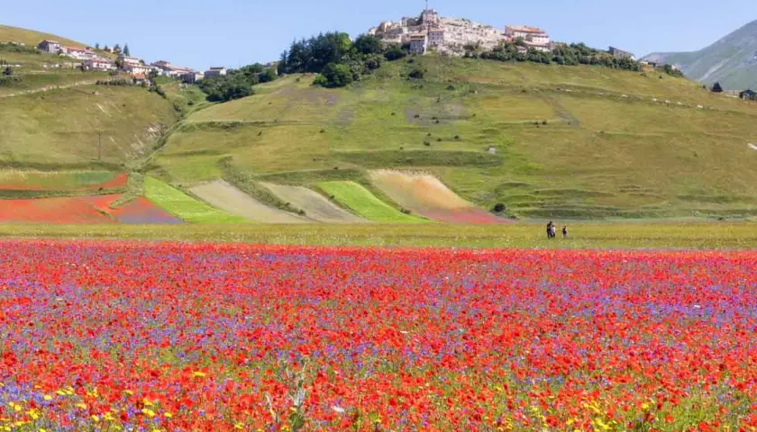Un campo fiorito di papaveri e fiordalisi si estende verso il borgo arroccato su una collina, mostrando dove si trova Castelluccio di Norcia.