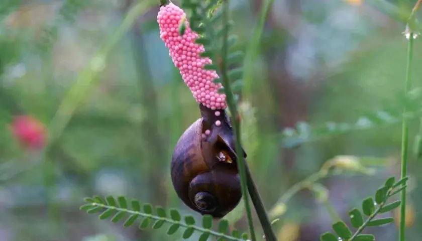 Lumaca con grappolo di uova rosa brillante attaccato a un ramo. Un piccolo tesoro di uova di lumaca in attesa di schiudersi.