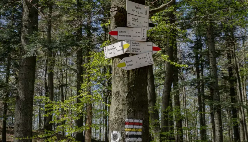 Leśny drogowskaz na drzewie, wskazujący szlak na Lubomir i inne miejsca. Znaki PTTK informują o trasach i czasie dojścia.