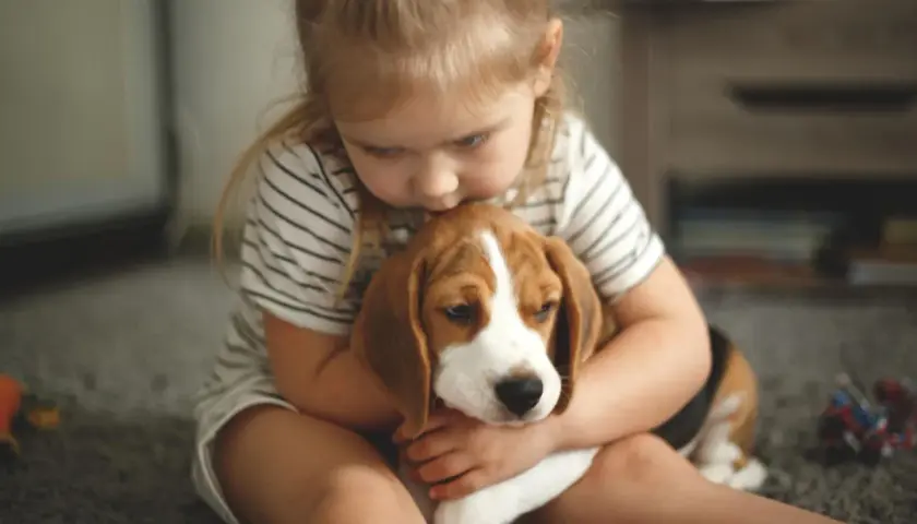 Mała dziewczynka tuli szczeniaka beagle.