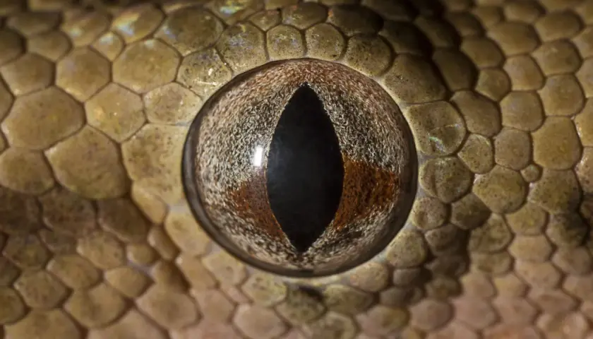 Ojo de una serpiente, posiblemente la serpiente más venenosa del mundo, con escamas detalladas y una pupila vertical.