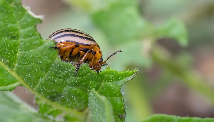 Doryphore de la pomme de terre, insecte rayé, mange une feuille verte.