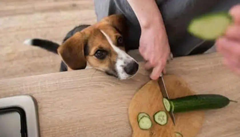 Un perro beagle mira atentamente mientras cortan un pepino. ¡El pepino es bueno para los perros y este parece querer probarlo!