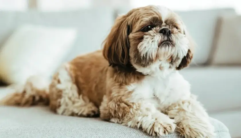 Uroczy piesek rasy shih tzu leży na kanapie, z puszystym futrem i łagodnym spojrzeniem.