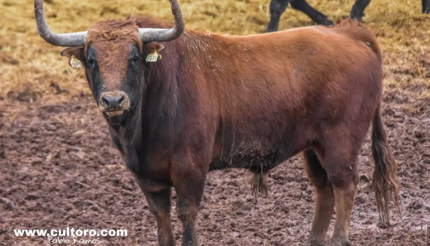 Un imponente toro castaño, uno de los chospes, mira fijamente con sus cuernos curvados.