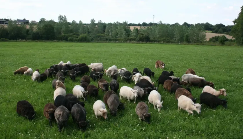 Un troupeau de moutons nains sans tonte broute paisiblement dans un pré verdoyant, sous le regard attentif d'un chien de berger.