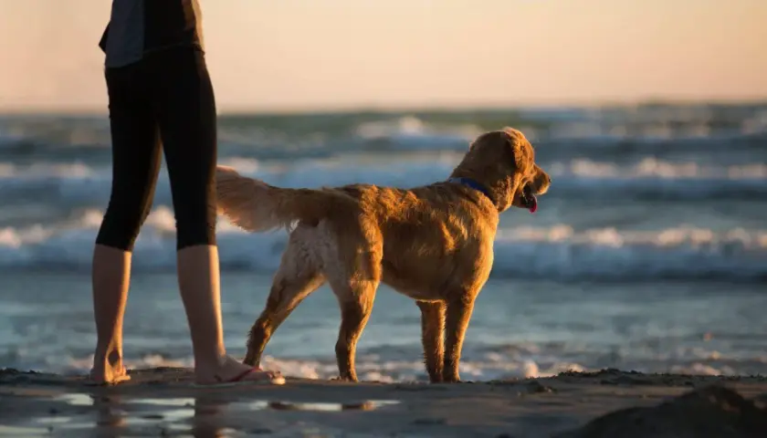 Złoty retriever na plaży w Międzyzdrojach, cieszący się zachodem słońca.