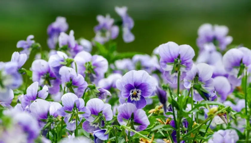 En äng med penseer i lila och vita nyanser. De små blommorna ser ut som om de har fått en lätt penseer frost på sig.