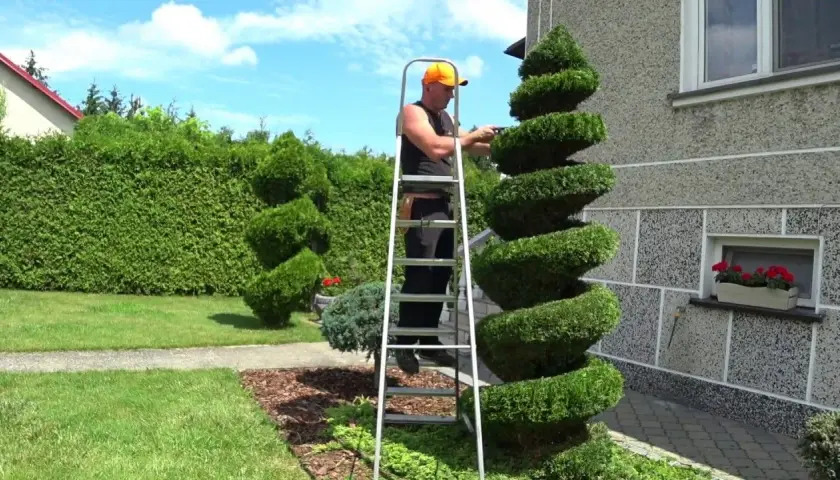 Jak zrobić drzewko bonsai z tui – proste kroki i błędy, których unikać