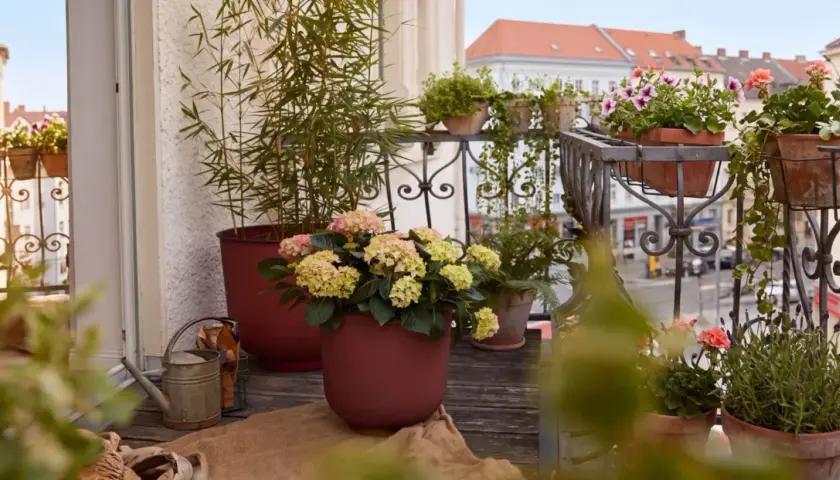 Balkon pełen życia: hortensje, lawenda i pelargonie tworzą idealne jakie kwiaty na słoneczny balkon.