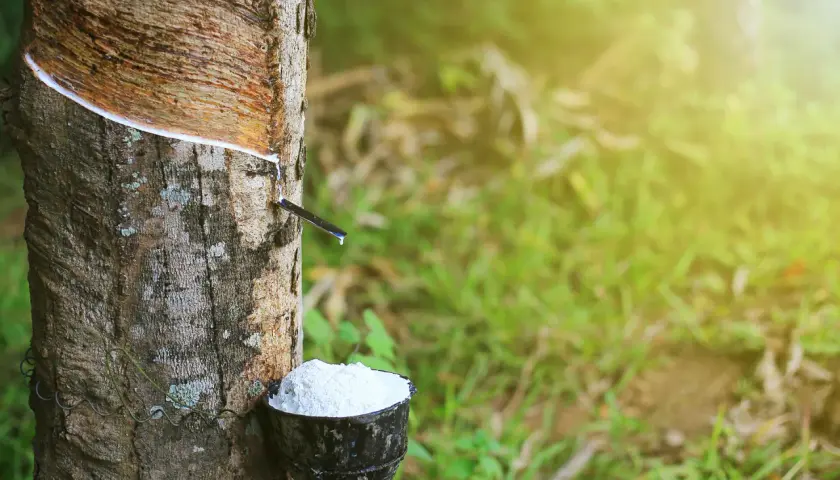 Le latex de l'Hevea brasiliensis coule dans un bol, récolte de la sève blanche.