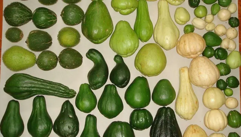 Una collezione di zucchine centenarie, di varie forme e dimensioni, alcune verdi e altre color crema, disposte su una superficie chiara.
