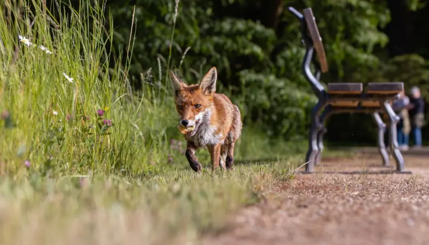Ein Fuchs mit einem Leckerbissen im Maul läuft durch hohes Gras. Ein Park mit einer Bank und unscharfen Personen im Hintergrund zeigt, dass Tiere in der Stadt leben.