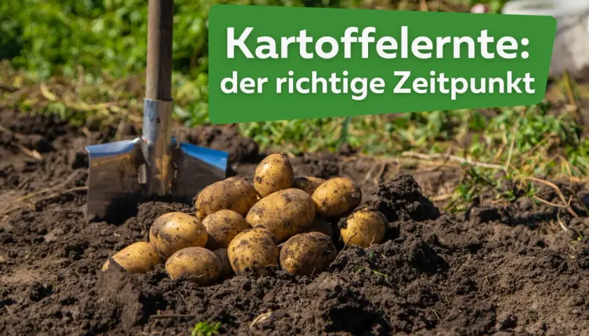 Frisch geerntete Kartoffeln liegen neben einer Schaufel im Erdreich. Der richtige Zeitpunkt, wann erntet man Kartoffeln, ist entscheidend für eine gute Ernte.