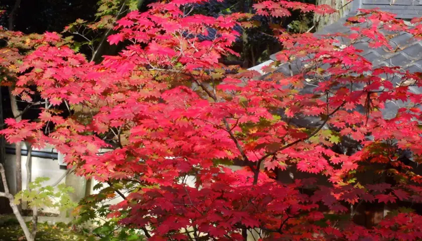 Ein japanischer Ahorn mit leuchtend roten Blättern steht vor einem traditionellen Dach. Der Standort ist idyllisch und friedlich.