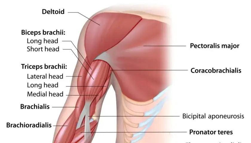 Mięśnie pracujące przy pompkach: klatka piersiowa (pectoralis major), triceps, biceps, bark (deltoid) i przedramię.