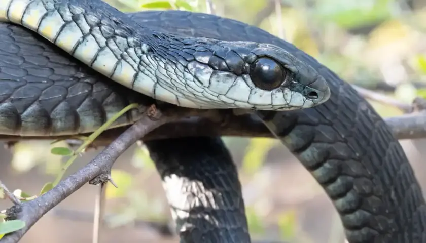 Mamba negra, su cuerpo oscuro se enrosca en una rama. Su mirada alerta sugiere la velocidad que la caracteriza.