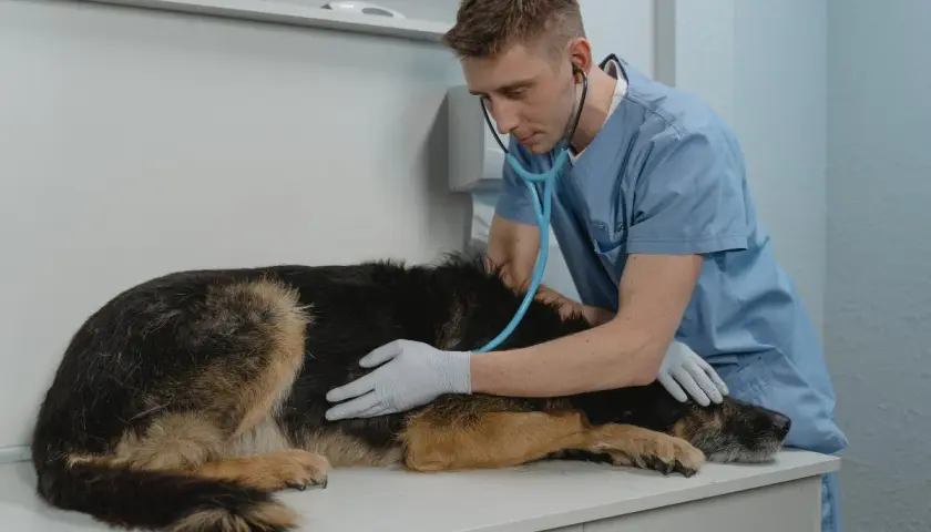 Veterinario examina a un perro con síntomas de perro enfermo del estómago.