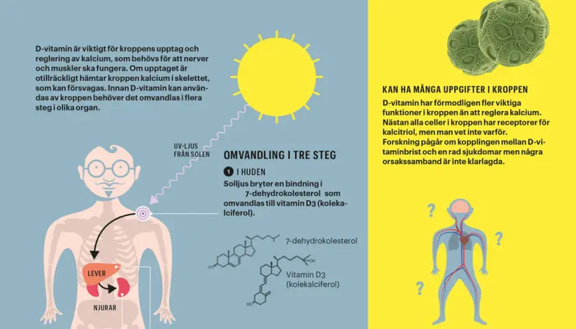 Illustration visar hur solljus omvandlas till D-vitamin i huden, viktigt för kalciumupptag. D-vitaminbrist kan ge hudproblem.
