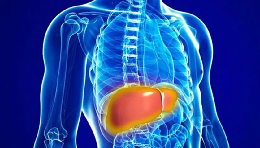 Anatomia człowieka z podświetloną wątrobą, kluczową dla metabolizmu bilirubina całkowita.
