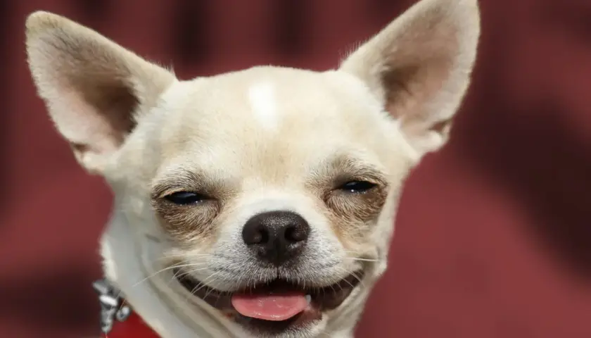 Un chihuahua con orejas grandes y una expresión feliz. ¡Parece que los perros sonríen!