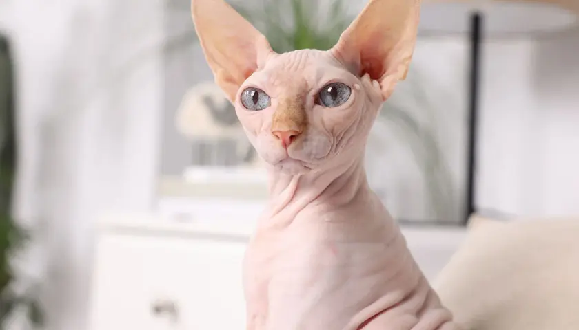 Un chat égyptien sans poil, aux yeux bleus perçants, pose avec dignité. Sa peau ridée et rose est douce au toucher.