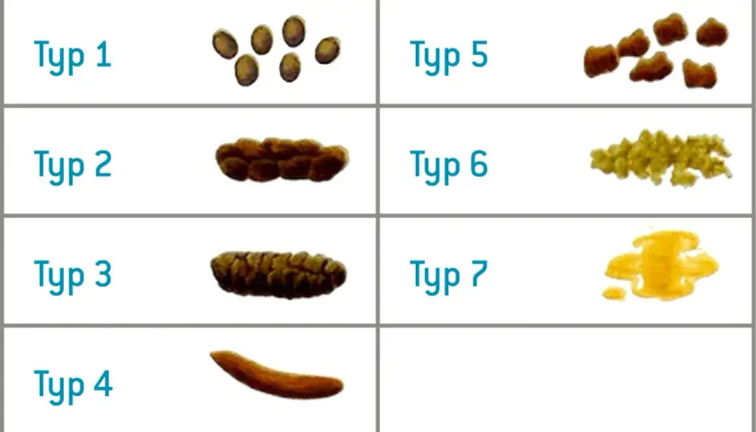 Classificazione delle feci: da dure a liquide. Non feci molli allarme, ma un'analisi visiva per la salute.