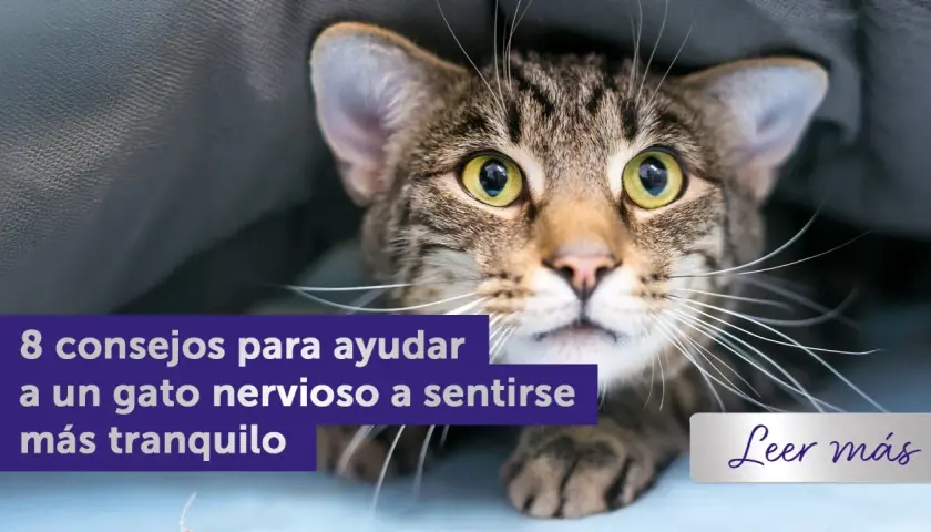 Un gato atigrado asustado se esconde bajo una manta. El texto dice "8 consejos para ayudar a un gato nervioso a sentirse más tranquilo". Aprende cómo relajar a un gato.