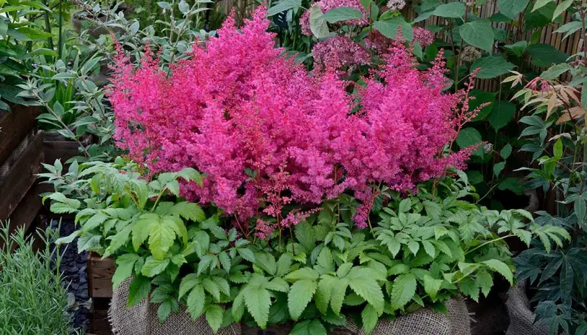 En frodig astilbe i kruka blommar med sina rosa plymer. Gröna bladverk ramar in den vackra blomman.
