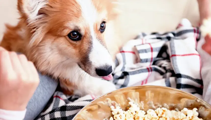 Un perro peludo mira con deseo un bol de palomitas. ¡Parece que los perros pueden comer palomitas!