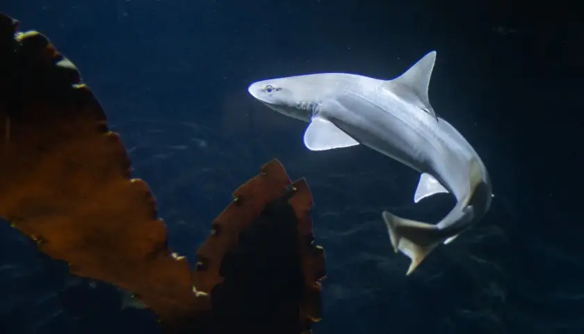 Rekiny w oceanarium Gdynia - co warto zobaczyć i doświadczyć