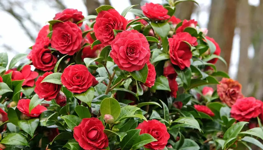 Un buisson de camélias aux fleurs rouges éclatantes, avec son feuillage persistant vert profond, illumine le jardin.