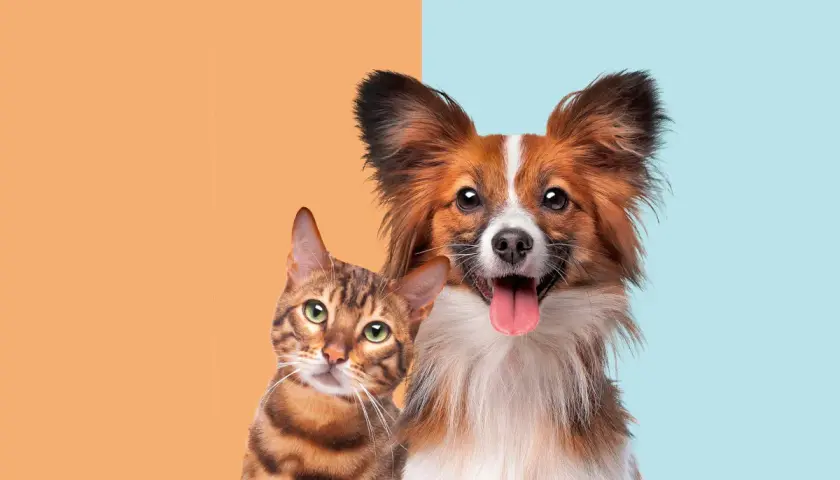 A curious cat and a happy dog side-by-side, prompting the question: are cats smarter than dogs?