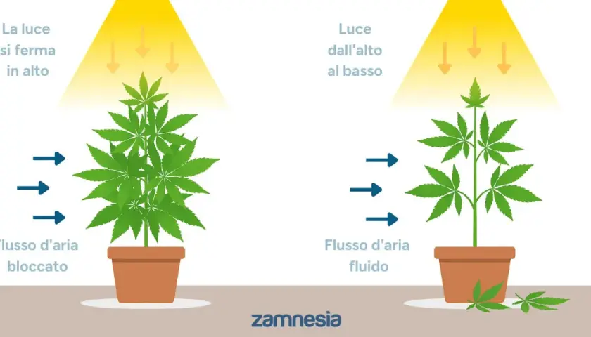 Confronto tra defogliazione autofiorenti: pianta folta con luce bloccata in alto e flusso d'aria limitato, contro pianta più snella con luce penetrante e aria fluida.