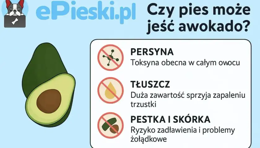 Czy pies może jeść awokado? Grafika ostrzega przed toksyną, tłuszczem i pestką/skórką awokado, które są szkodliwe dla psów.