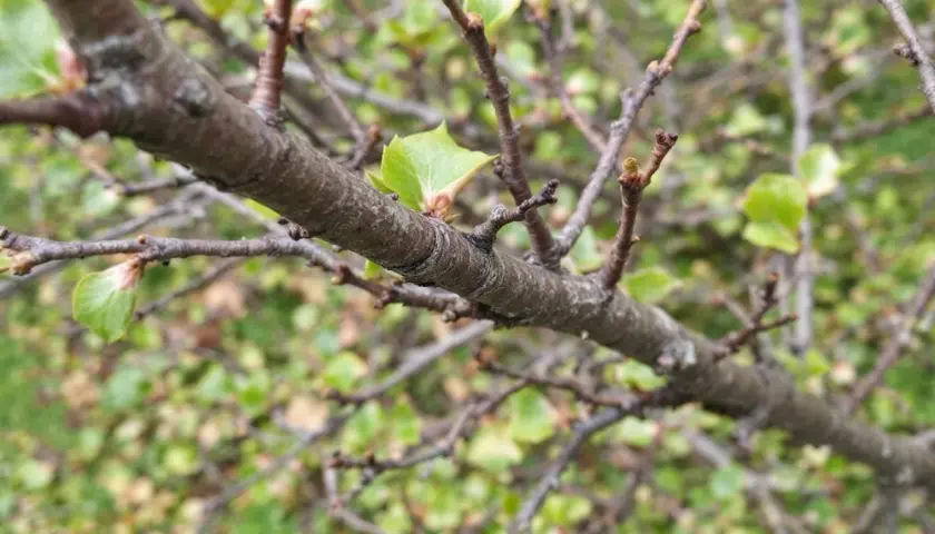 Gros plan sur une branche de prunier, avec de jeunes feuilles vertes qui commencent à pousser.