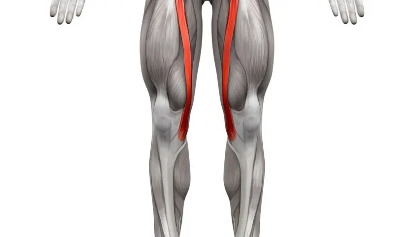 Anatomical illustration of the human leg, highlighting the sartorius muscle (mięsień szewski) in red.