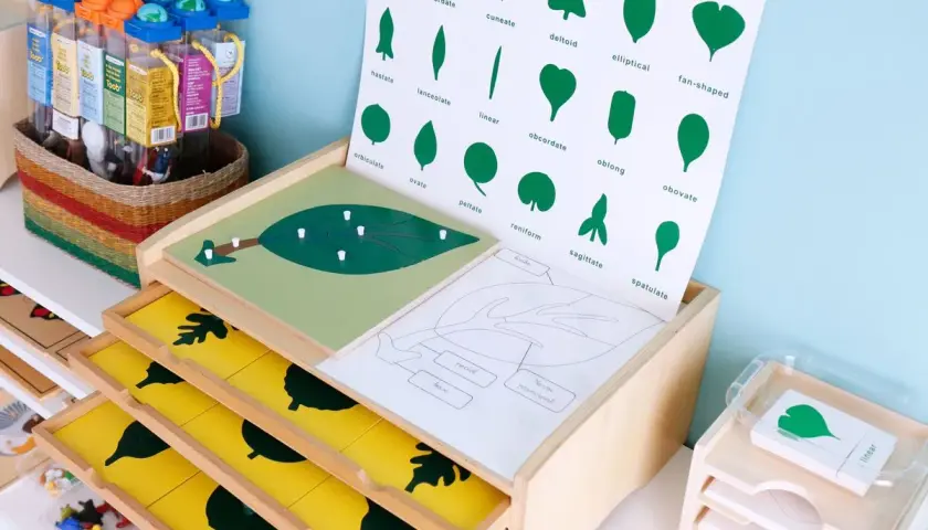 Materiales educativos de estilo montessori para aprender formas de hojas.