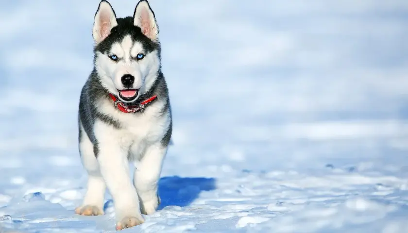 Ile kosztuje husky? Cena szczeniaka, utrzymanie i na co uważać?