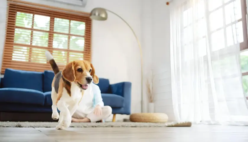 Un beagle corre feliz por el salón, su hogar perfecto. La luz entra por la ventana, iluminando su alegre **habitat del perro**.