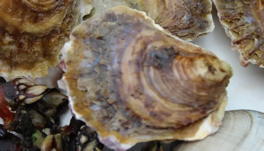 Ostras gallegas frescas y percebes, listas para servir.