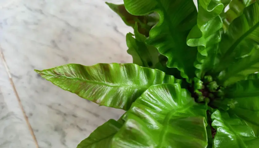 Zielone, faliste liście paproci Asplenium Crispy Wave tworzą gęste kępy na tle marmurowej powierzchni.